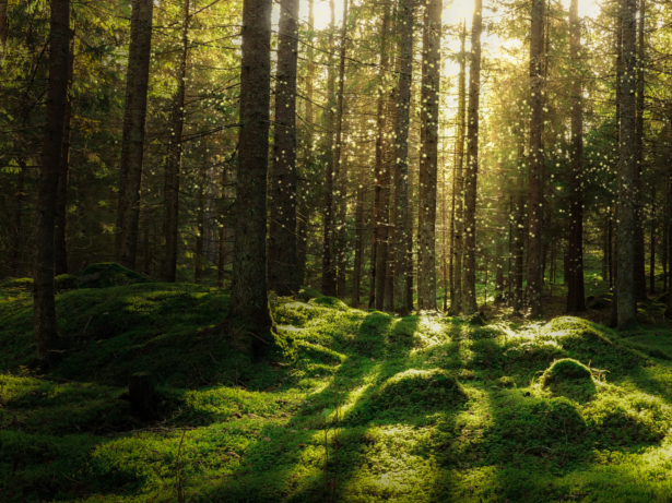 Skogsfastigheter till salu