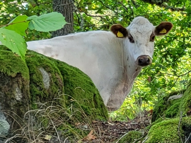 Betesdjur i Svartbäcksmåla