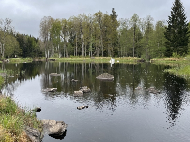 Föroreningar i Ljungbyån nedströms Orrefors